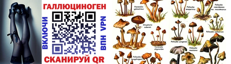мега как зайти  Зуевка  Галлюциногенные грибы Psilocybine cubensis 